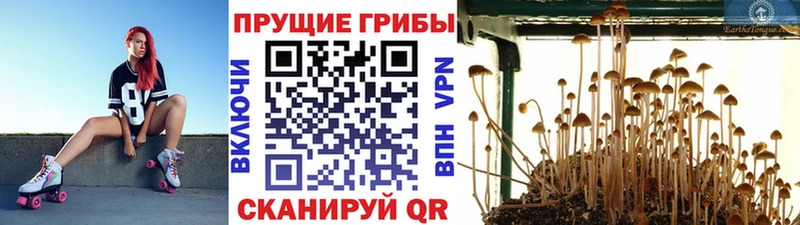 МЕГА ссылка  купить наркотики сайты  Боровичи  Галлюциногенные грибы мицелий 